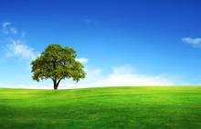 Plantation d'arbres  - Bon de commande.